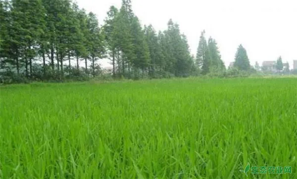 水稻化学除草技术及田间杂草的种类