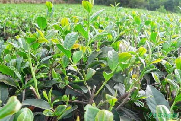 无性系茶叶种植技术