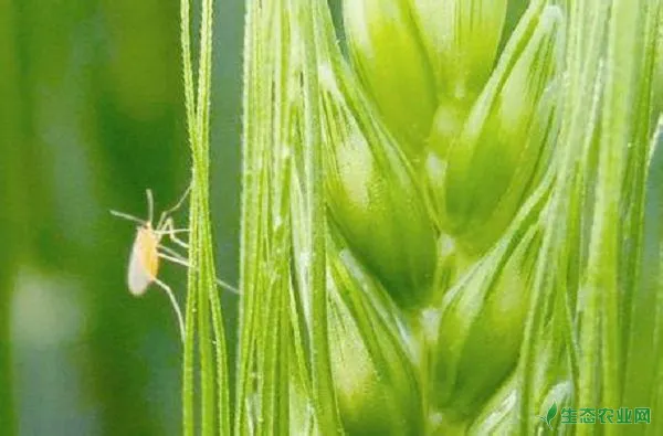 小麦吸浆虫发生规律与防治方法