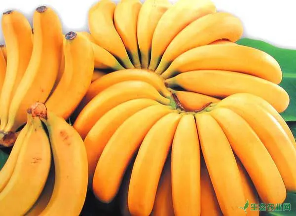 香蕉和芭蕉的区别有哪些？