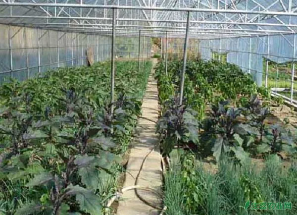 大棚蔬菜种植利润分析