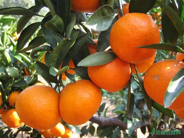 柑橘嫁接苗的培育需注意事项