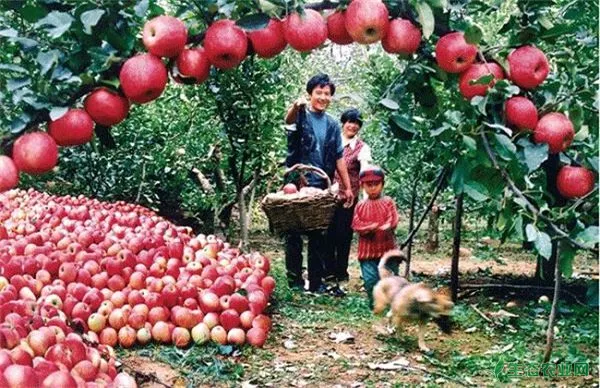 苹果栽培环境要求