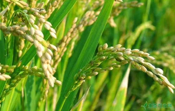 水稻复合肥哪种比较好，水稻追肥的最佳时间