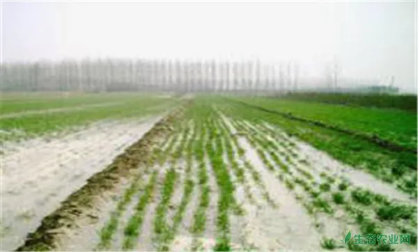 小麦冬季管理方法