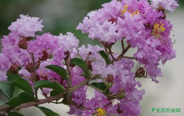 紫薇花什么时候开，如何种植紫薇花