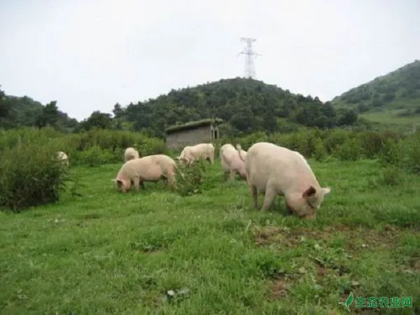 用优质牧草养猪的方法及注意事项