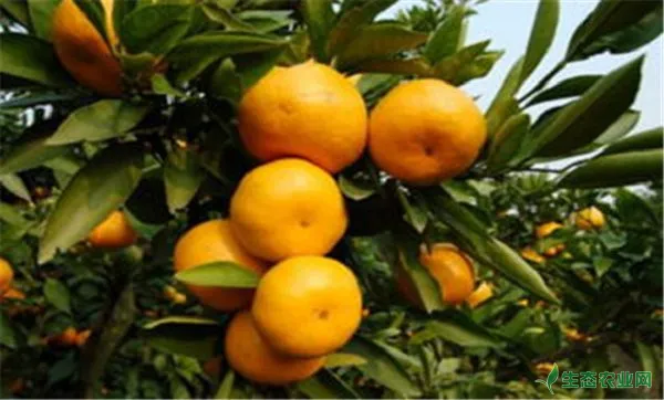 柑橘栽培的方法与技术要点