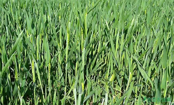 小麦抽穗期时间，小麦抽穗期田间管理技术要点