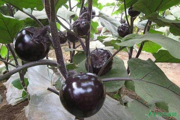 高产茄子的底肥 追肥 采收肥施用方法 生态农业网