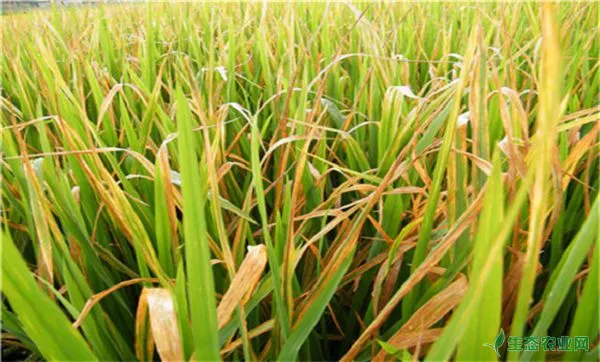 水稻白叶枯病表现的症状，水稻白叶枯病防治