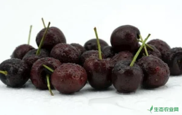 黑樱桃功效与作用及禁忌，黑樱桃营养价值