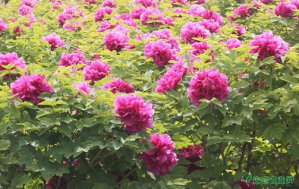 珊瑚花的功效和作用 生态农业网