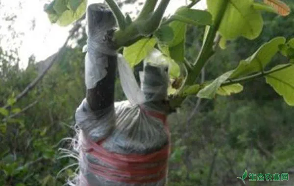 核桃树怎样嫁接，核桃树的栽培技术