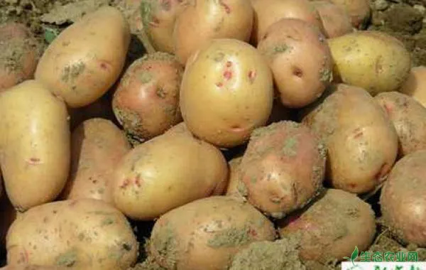 土豆晚疫病的科学防治