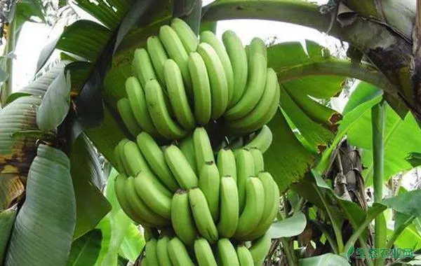 香蕉怎么种，香蕉种植方法与注意事项