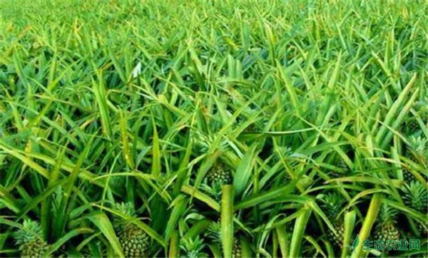 菠萝种植方法，菠萝栽培管理技术要点
