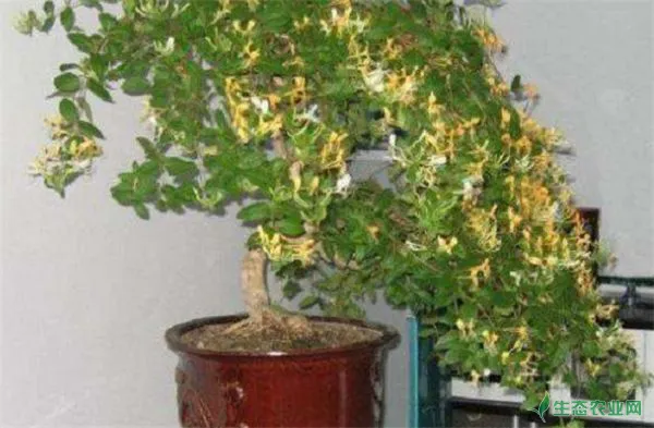 盆栽金银花种植技术，金银花是否娇气难养？