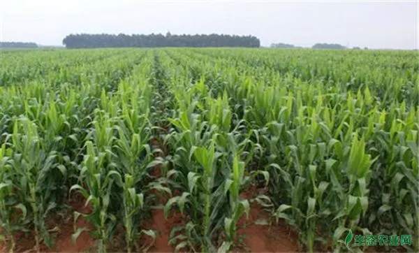 夏季种植玉米怎么用化学除草