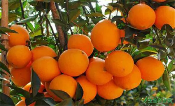 脐橙种植管理技术，怎么种植脐橙能高产