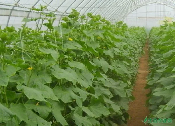 黄瓜温室育苗及栽培技术要点