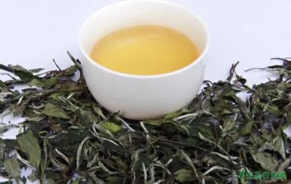 白牡丹茶的功效与作用及禁忌，白牡丹茶怎么泡