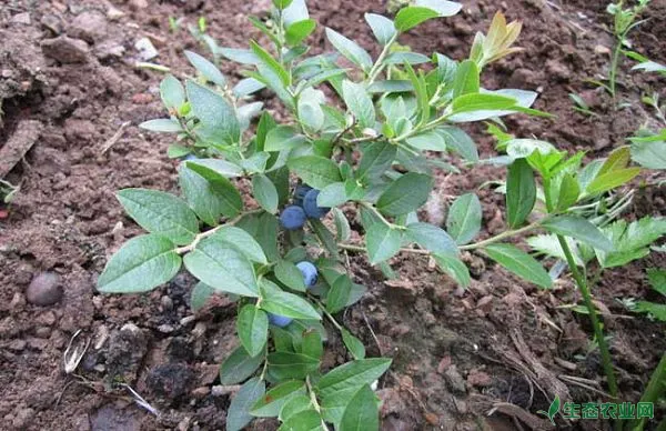 蓝莓的扦插繁殖方法