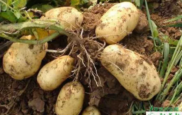 土豆地膜覆盖栽培技术