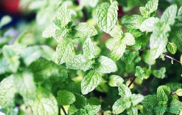 留兰香薄荷的功效与作用 留兰香的营养价值 生态农业网