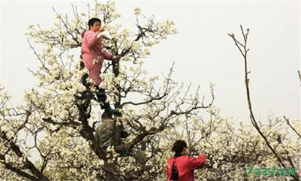 春季梨树管理技术三要点