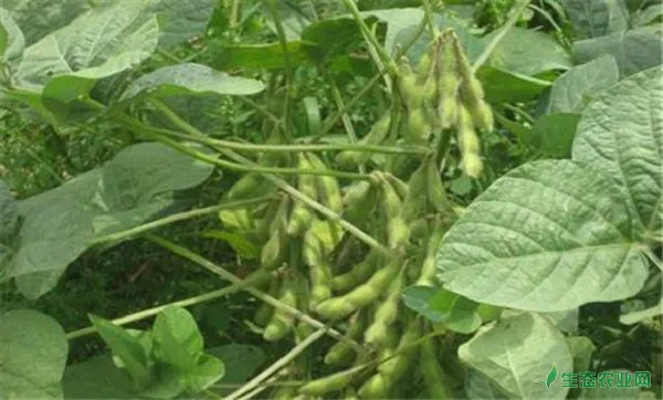 夏季种植大豆要注意什么