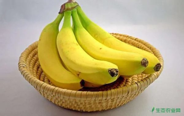 香蕉枯萎病的症状及防治方法，香蕉的栽培技术