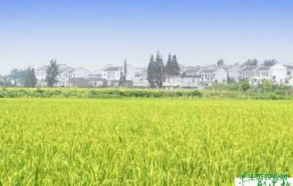 种水稻的旱育秧技术要点