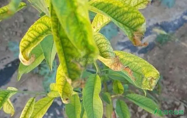 解析桃树黄叶病到底是什么原因造成的？