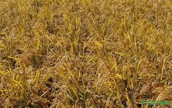 水稻如何施用穗粒肥？