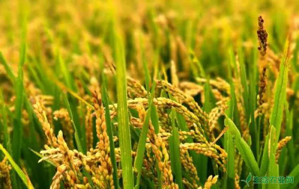 怎样减少水稻田农药流失？