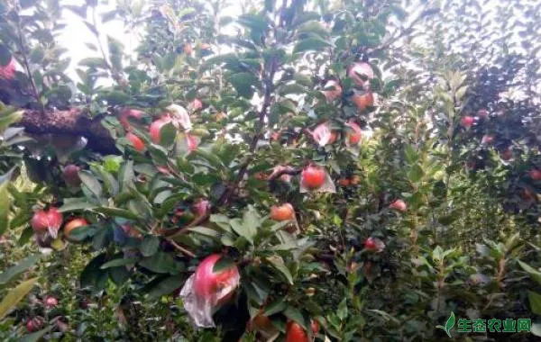 苹果种植早期落叶病的症状及综合防治技术