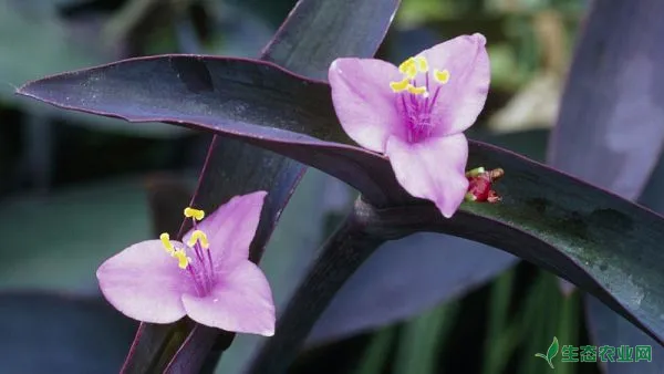 紫鸭跖草为什么不开花？