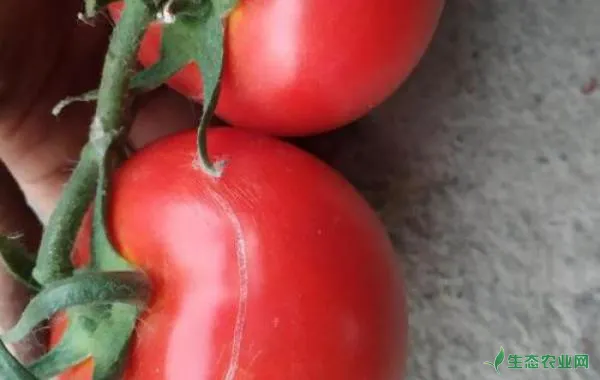 番茄生理性裂果怎么及时做好防治？