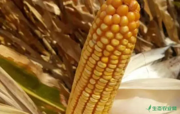 如何把握玉米收获的黄金时期？