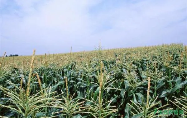 玉米地有效的除草方法是什么