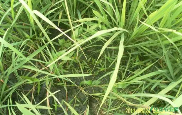 旱直播水稻秧苗几叶期才能正常上水呢？