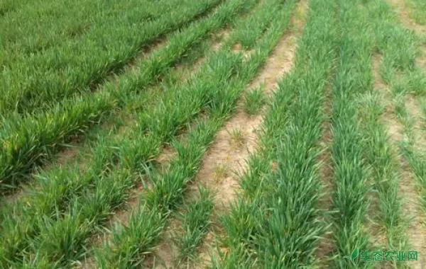 小麦返青拔节期田间管理技术