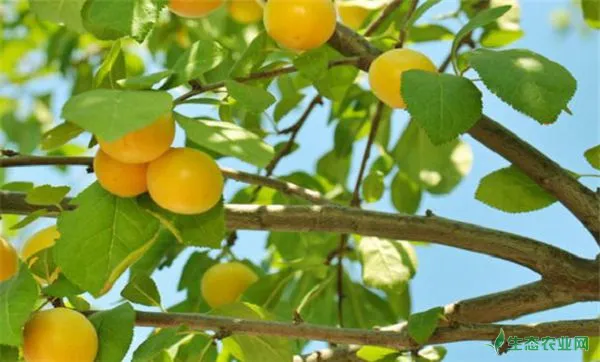 杏树流胶病怎么治，杏树流胶病的防治方法