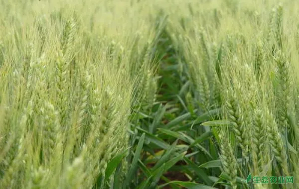 小麦田化学除草方法有哪些