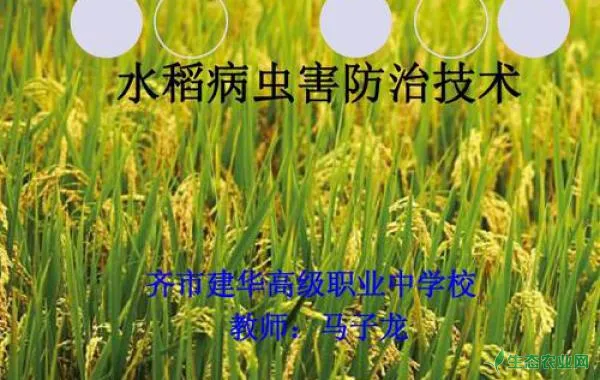 水稻后期病虫害防治的重点是啥？