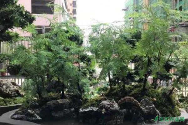 刚种植的水杉盆景怎么浇水？