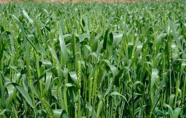 小麦叶面施肥的技术要点