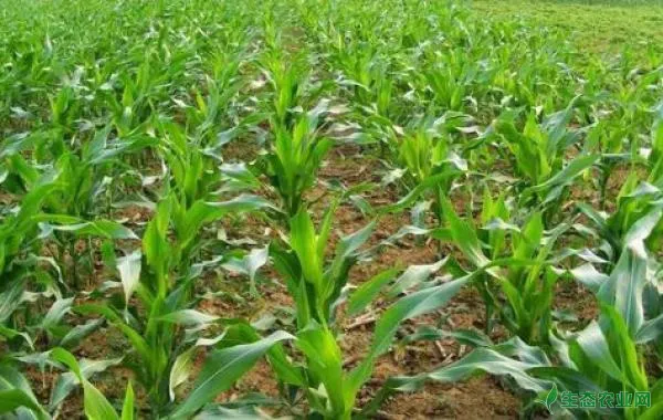 玉米抗御春旱需把好哪“三关”？