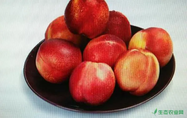 油桃“两病两虫”怎么选农药来治疗？